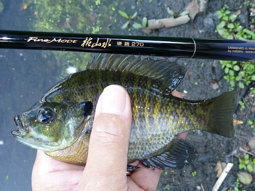 Nissin Fine Mode Kosansui 270 and bluegill