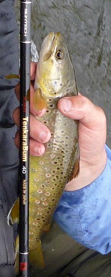 Angler holding brown trout and TenkaraBum 40