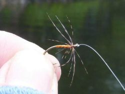 Angler holding Partridge and Orange fly.