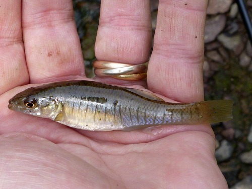 Angler holding Banded Killifish