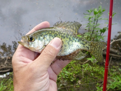 Angler holding small crappie