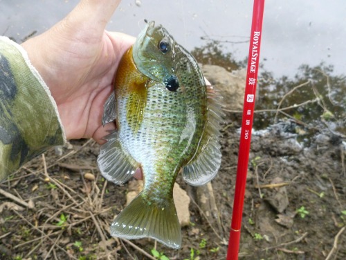 Angler holding bluegill