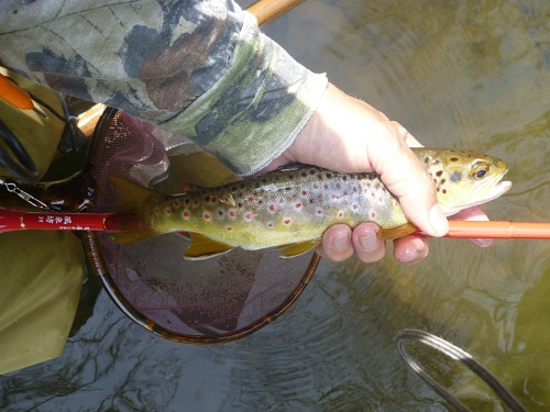 Angler holding brown trout