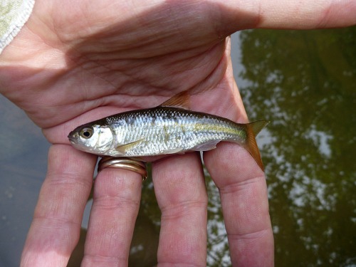 Angler holding small common shiner