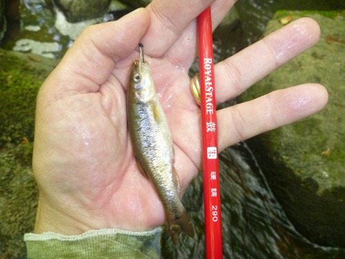 Angler holding creek chub