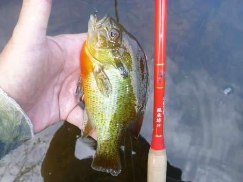 Angler holding redbreast sunfish