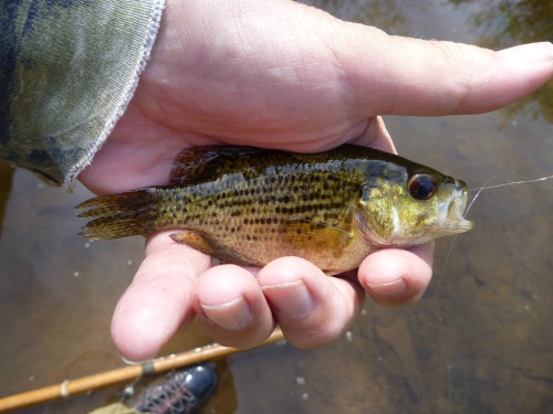 Angler holding rock bass