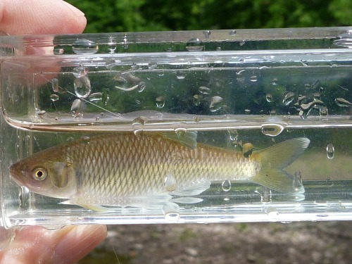 Satinfin Shiner in Micro Fishing Photo Tank