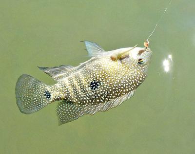 A Nice Rio Grande Perch, or Texas Cichlid, in the Blanco River