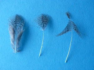 Feathers prepared for tying in.