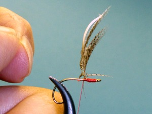 Thread wraps holding feather in vertical position, in preparation for wrapping it around hook shank.