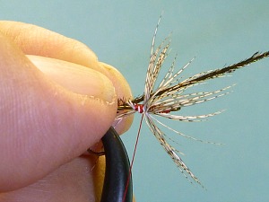 Peacock herl held in place before tying it in.