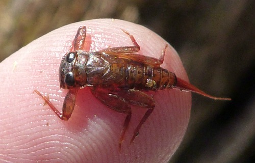 Mayfly nymph on fingertip