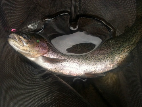 Rainbow trout in the net, Overhand Worm in its mouth