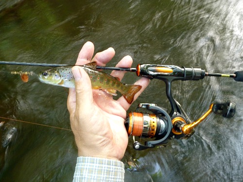 Angler holding small brown trout caught with a spinner, and Daiwa Iprimi 56XXUL-S