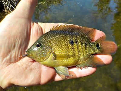 First Cichlid Taken With Chadwick's 477 Yarn