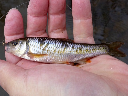 Common shiner caught with bead head fly