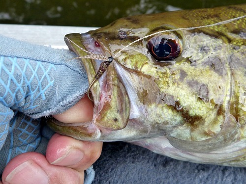 Angler holding smallmouth bass caught on the 1670s era fly