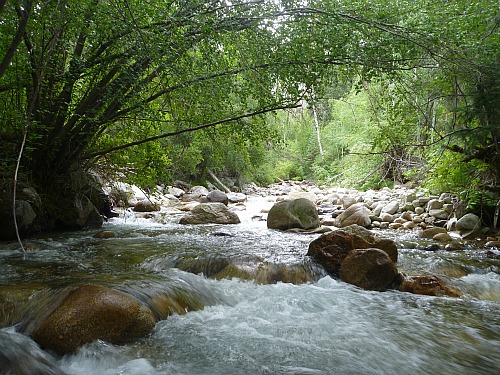 Small stream with tunnel of overhanging branches