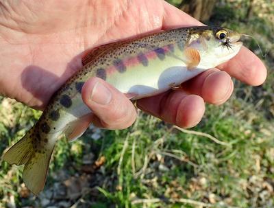 Catch of the Day