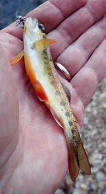 Prespawn Redband