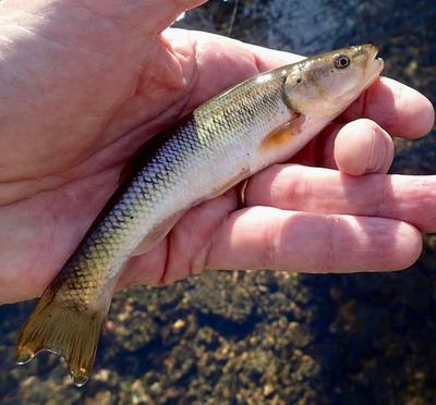 Creek Chubs are never wrong