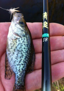 Angle holding small crappie and Shimotsuke Kiyotaki