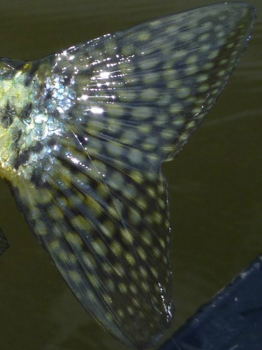 Spots on crappie tail
