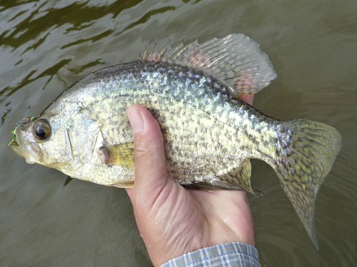 Angler holding a crappie