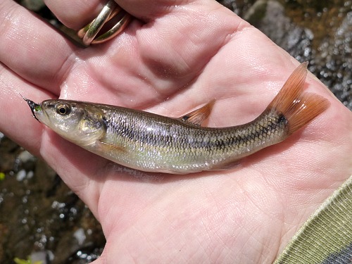 Angler holding creek chub