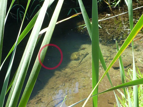 Small stream viewed through tall grasses