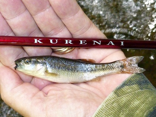 Angler holding a creek chub and a Suntech Kurenai rod