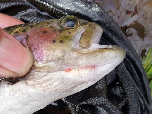 Angler holding rainbow trout showing pink on underside of jaw