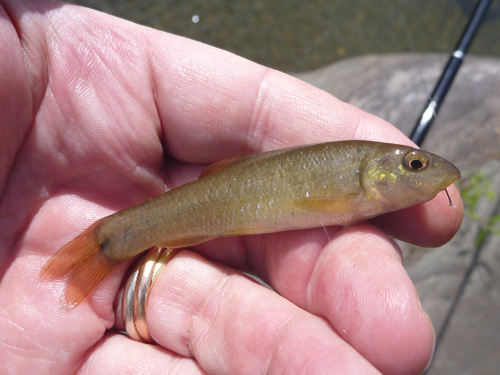 Cutlip Minnow