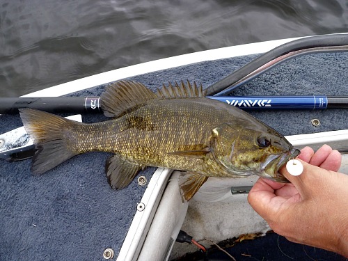 Smallmouth bass with popper in its mouth