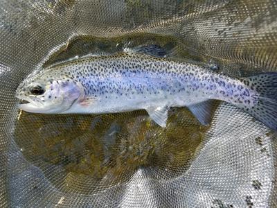 One of about 10 landed
