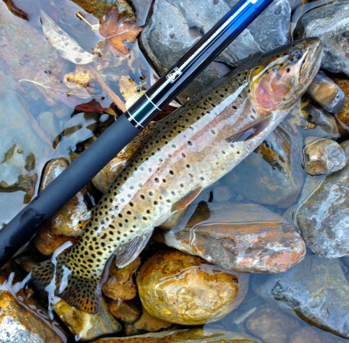 Daiwa 43MF with nice cutthroat trout. Teton Tenkara photo.