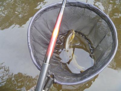 Calm water brown