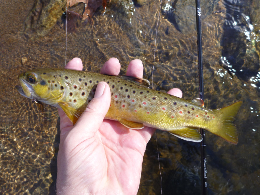 Angler holding a brown trout with the Daiwa Stream Twitcher 38UL in the background.