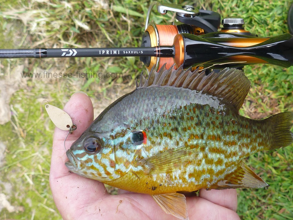 Angler holding pumpkinseed sunfish caught with a small spoon. Iprimi 56XXUL-S rod in the background.
