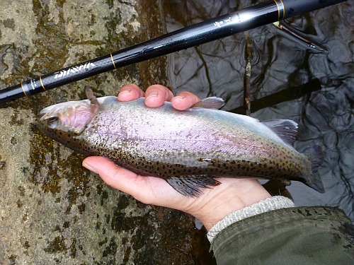 Angler holding rainbow trout and Daiwa Sekkei 36M