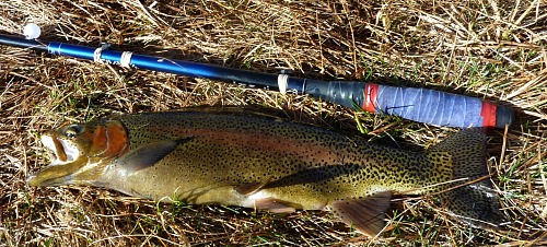 Large trout caught with Daiwa Kiyose 43 MF