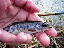Angler holding small rainbow trout