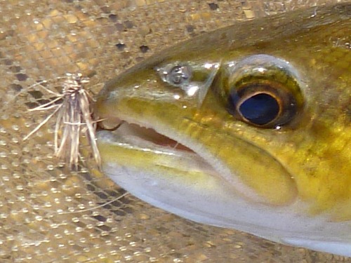 Brown trout with CC & Elk in its mouth
