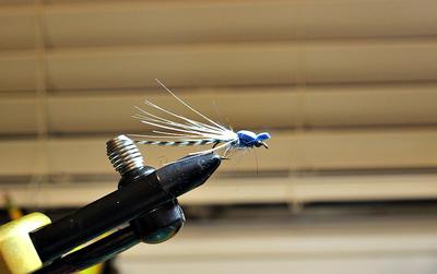 Simple Blue Damselfly