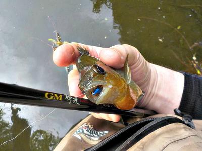 This Nice Yellow Belly Engulfed the Whole Fly