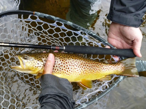 One angler holding brown trout. Second angler holding net and TenkaraBum 40.