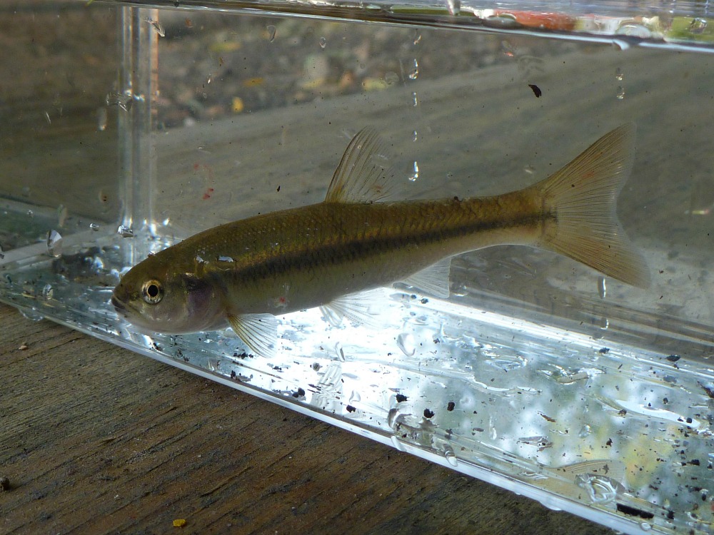 Creek Chub in Photo Tank