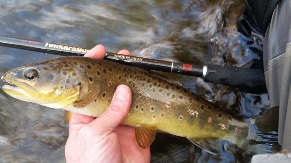 Angler holding brown trout and TenkaraBum 36