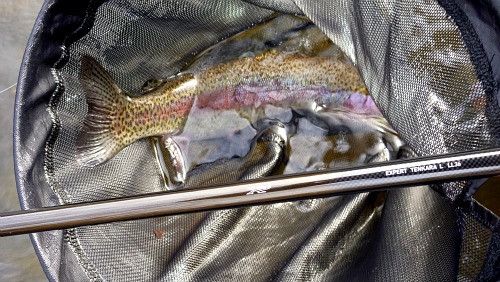 Rainbow trout in the net Daiwa tenkara rod balanced on the net hoop